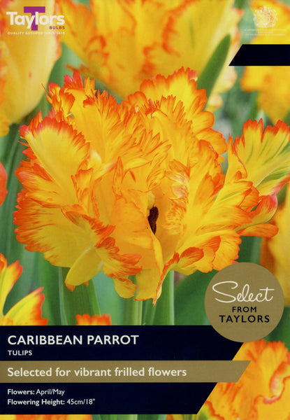 Tulip Caribbean Parrot