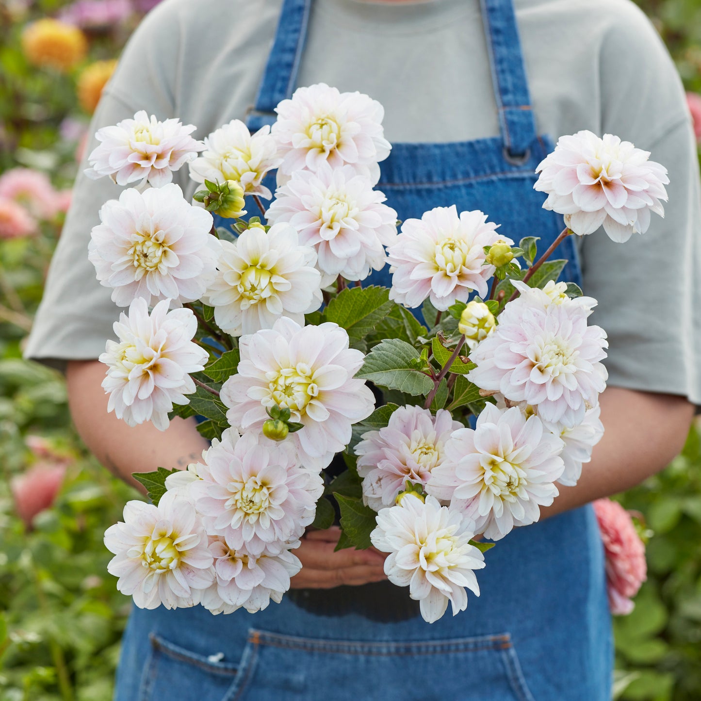 Dahlia Cayen