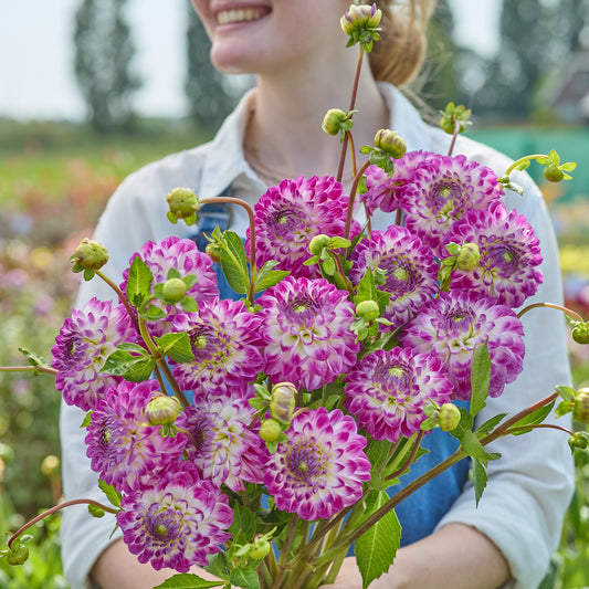 Dahlia Cera's Corsage