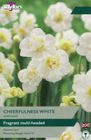 Narcissus Cheerfulness White