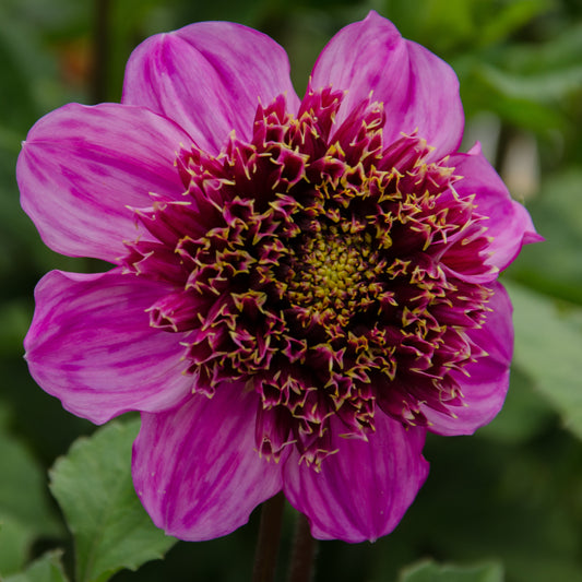 Dahlia Dad`s Favorite