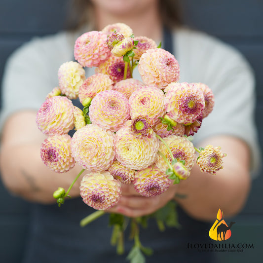 Dahlia Hapet Compo