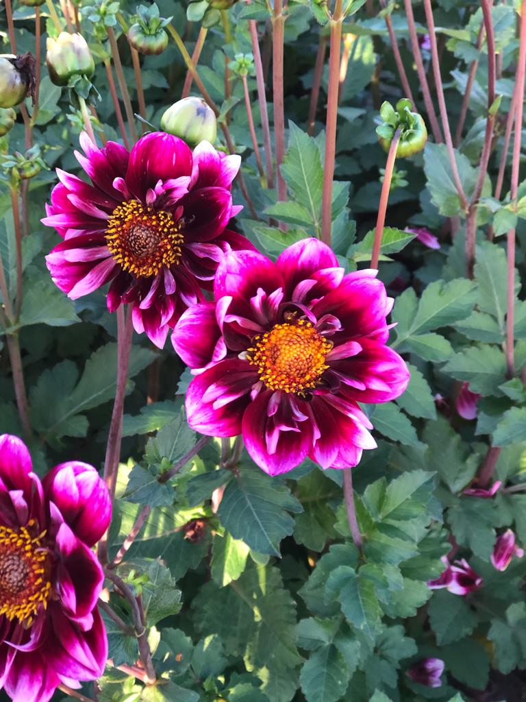 Dahlia Liquid Desire