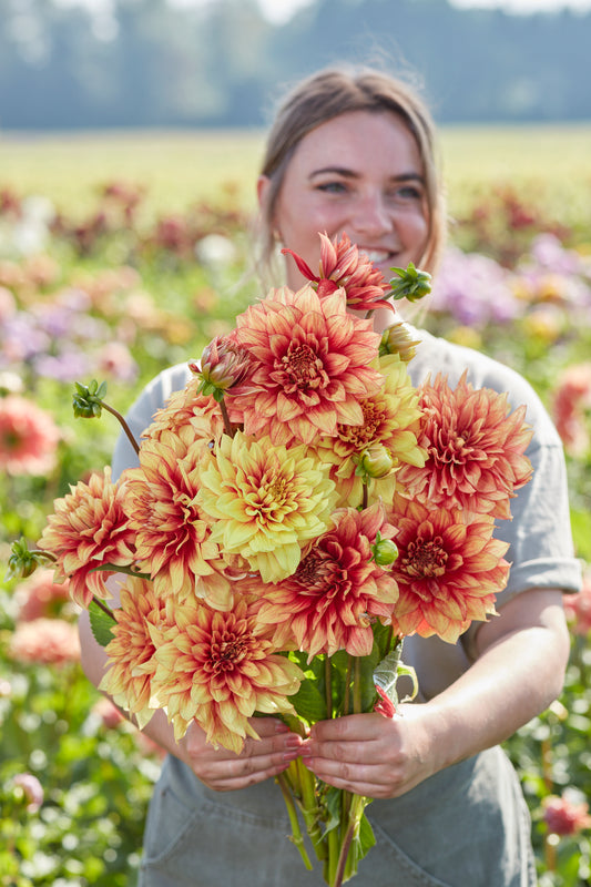 Dahlia Dazzling Magic