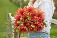 Dahlia Erpeler Ley
