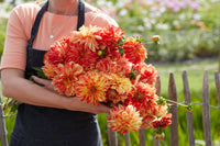 Dahlia Flair