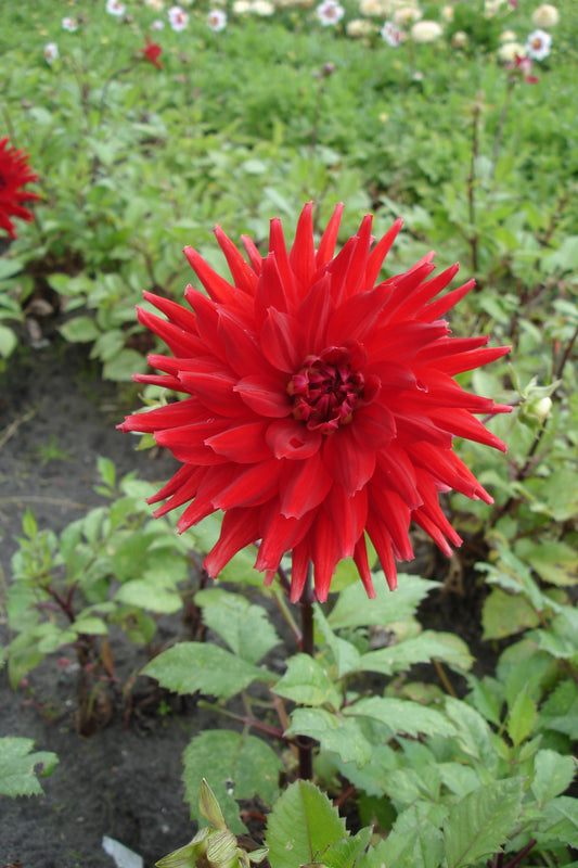 Dahlia Forrestal