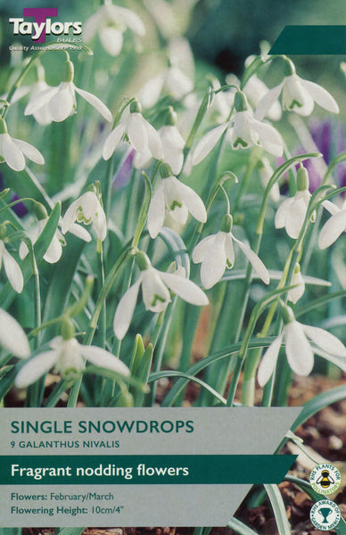 Galanthus Nivalis (Single Snowdrops)