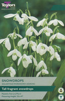 Galanthus Woronowii (Giant Snowdrop)