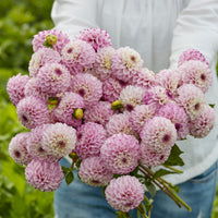Dahlia Genova