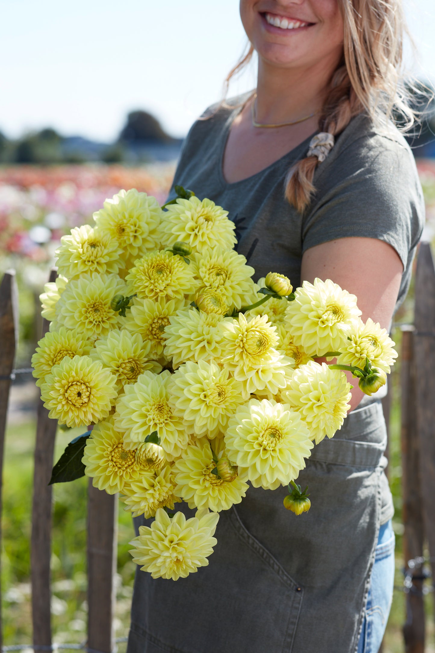 Dahlia Golden Eye
