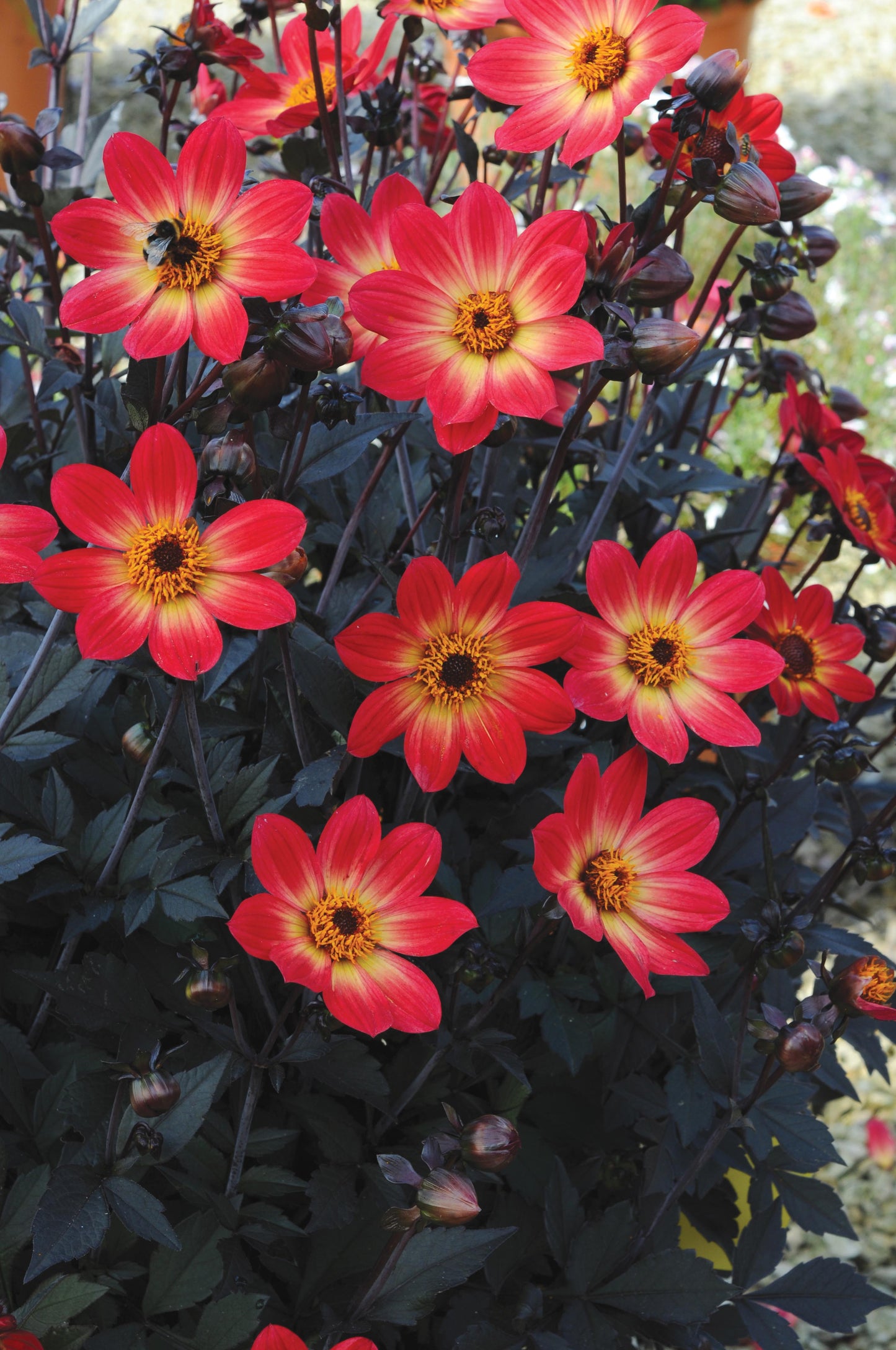 Dahlia Happy Single Flame