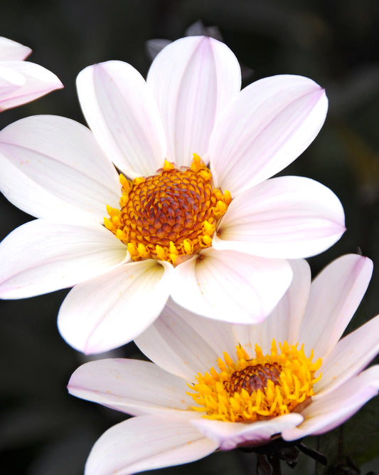 Dahlia Happy Single Princess