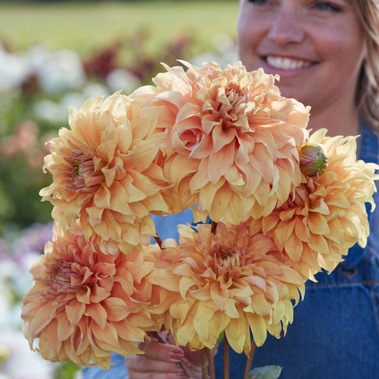Dahlia Hercules