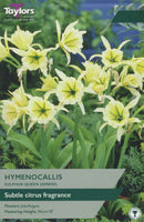 Hymenocallis Sulphur Queen (Ismene)