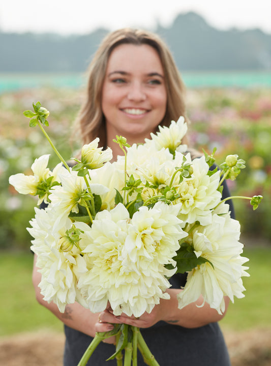 Dahlia Icebreaker