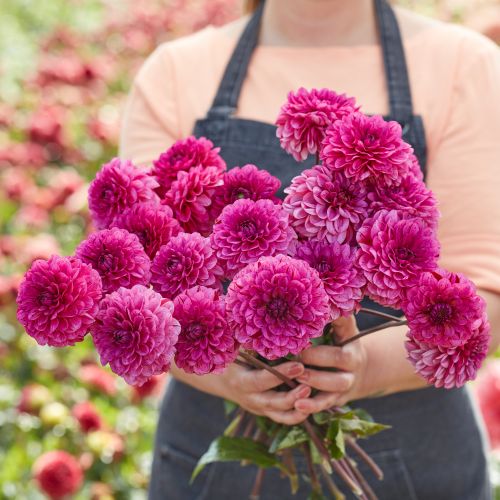 Dahlia Laughing Lizzy