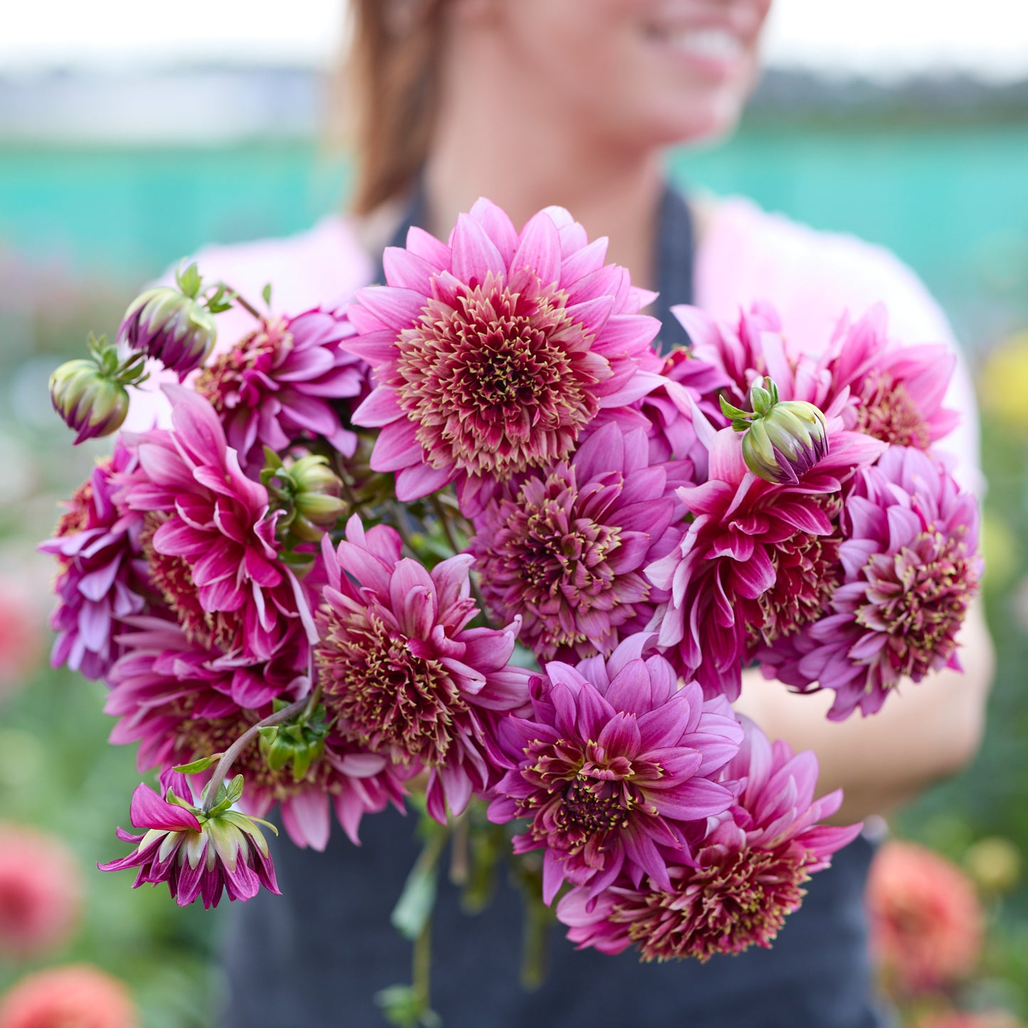 Dahlia Mambo