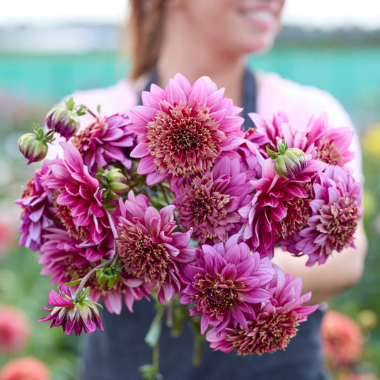 Dahlia Mambo