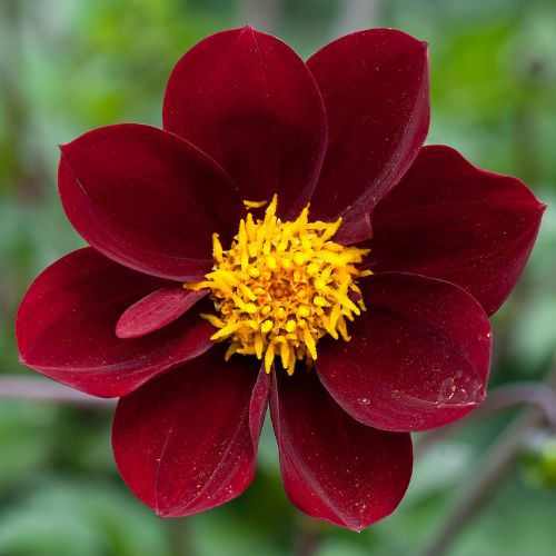 Dahlia Mexican Star