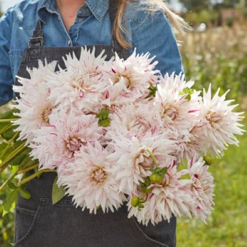 Dahlia Mick's Peppermint
