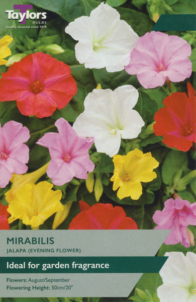 Mirabilis jalapa