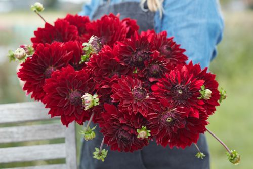 Dahlia National Velvet