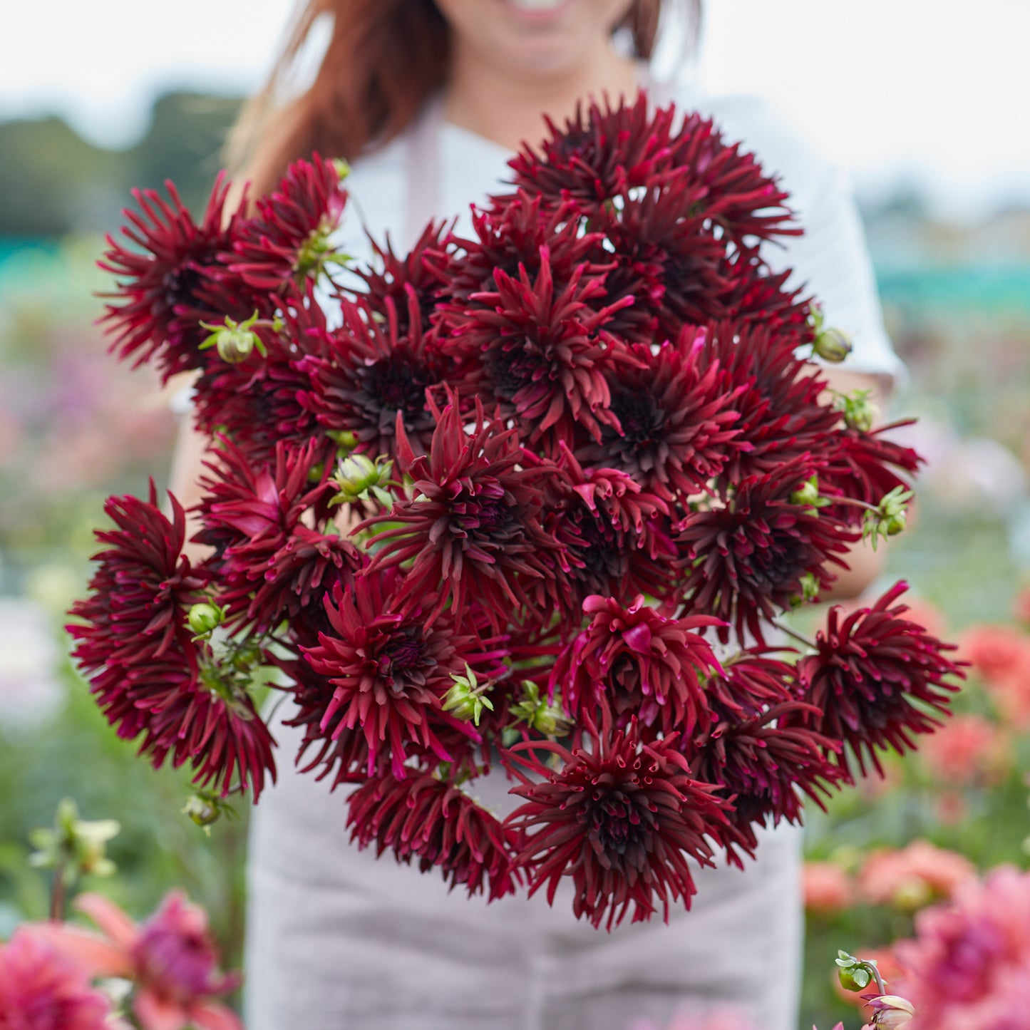 Dahlia Nuit d`Ete