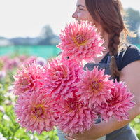 Dahlia Omega