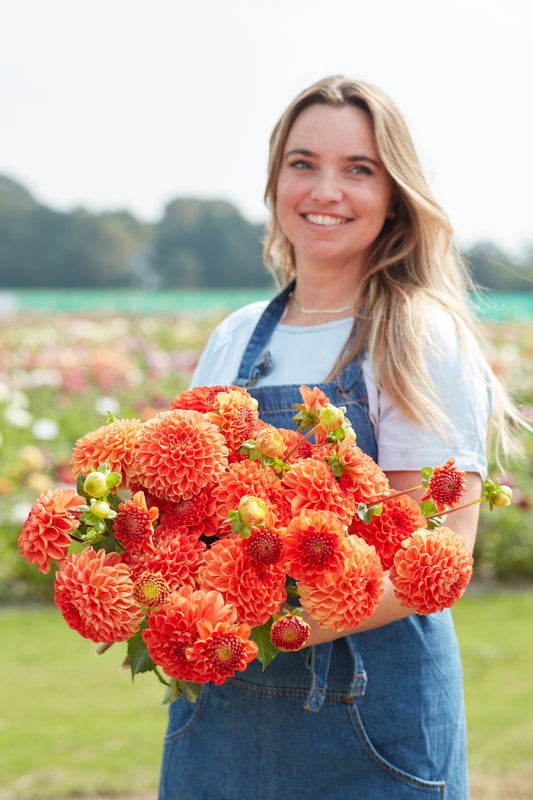 Dahlia Orange Symphony