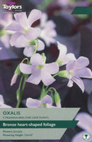 Oxalis triangularis