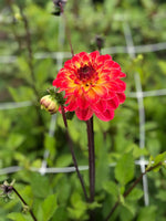 Dahlia Pernille