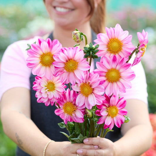 Dahlia Pink Emperor