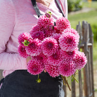 Dahlia Pink Sylvia