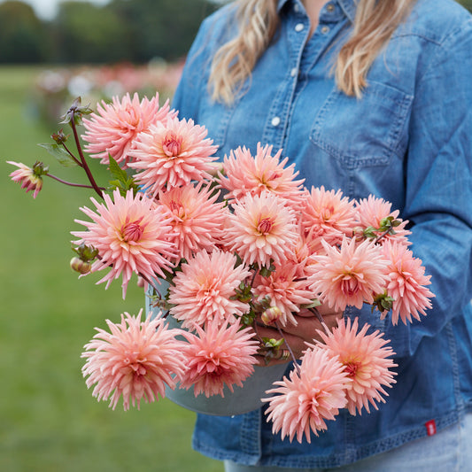 Dahlia Preference