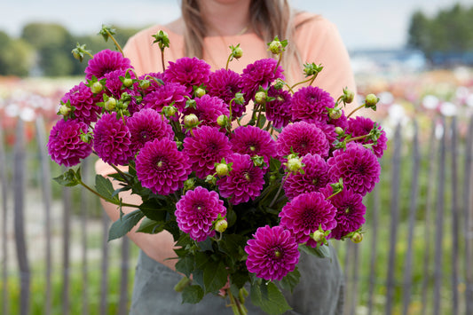 Dahlia Purple Fox