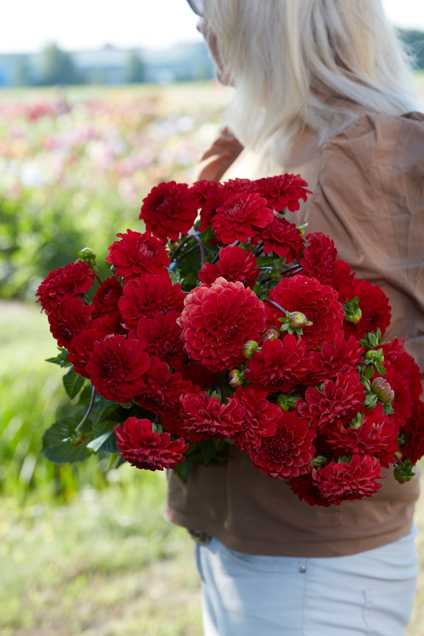 Dahlia Red Cap