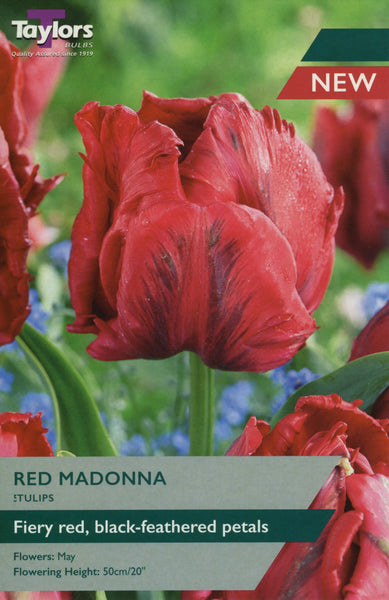 Tulip Red Madonna