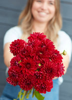 Dahlia Red Queen
