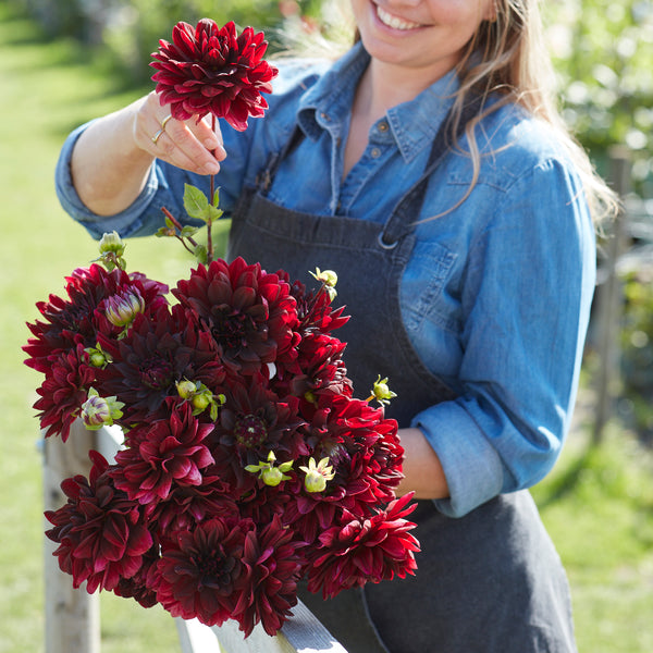 Dahlia Rip City