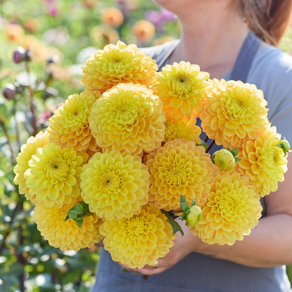 Dahlia Royal Yellow