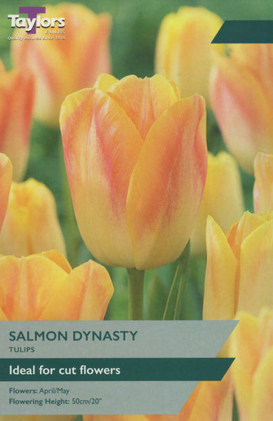 Tulip Salmon Dynasty