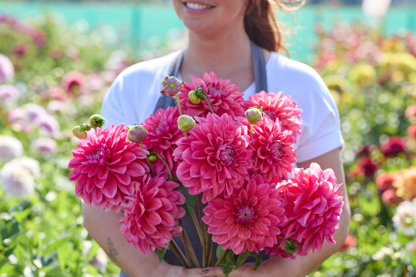 Dahlia Scaur Swinton