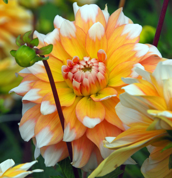 Dahlia Seattle
