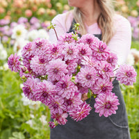Dahlia Seduction