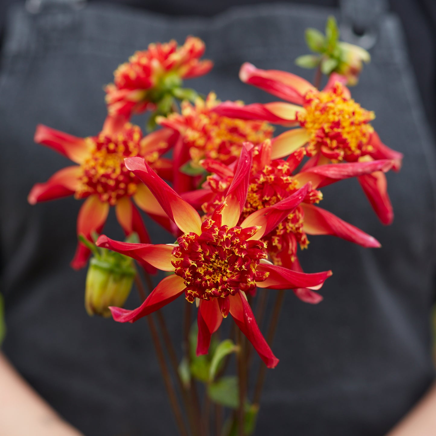 Dahlia Octopus Sparkle