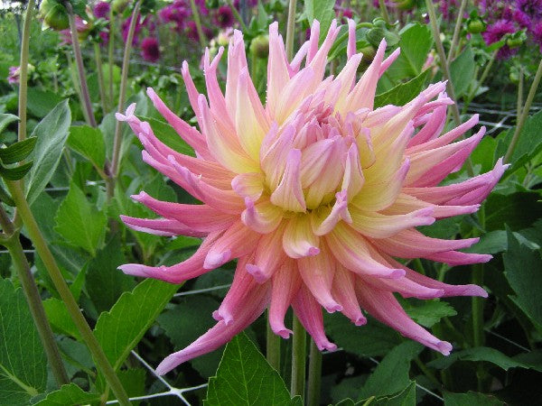 Dahlia Star Elite