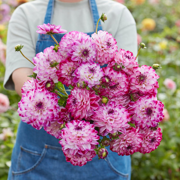 Dahlia Stardust