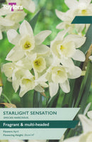 Narcissus Starlight Sensation