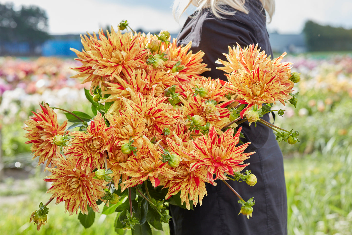 Dahlia Striped Vulcan